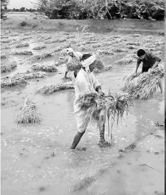 वीट आफ्टर rain