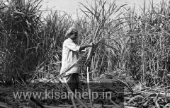 गन्ने की बकाया राशि भुगतान के लिए हरियाणा सरकार ने जारी किये 169 करोड़ रूपये