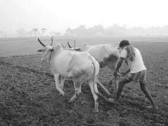 आदर्श गांवों को सिखाए जाएंगे खेती के गुर