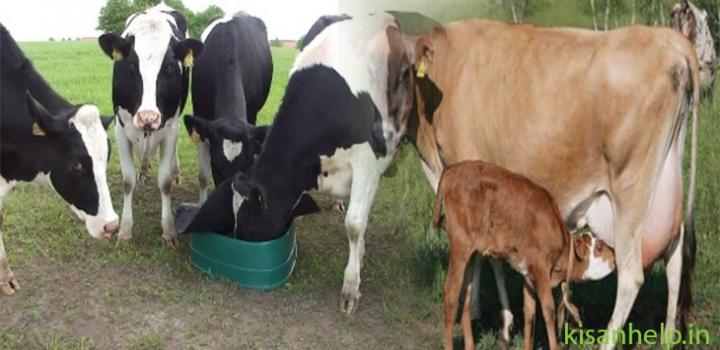 दुधारू पशु,किसान ,kisan,animal,kisanhelp दुधारू पशु