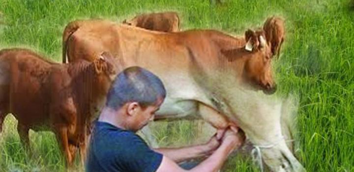 कृषि क्षेत्र में महत्वपूर्ण है ‘पशुधन’ kisanhelp.in