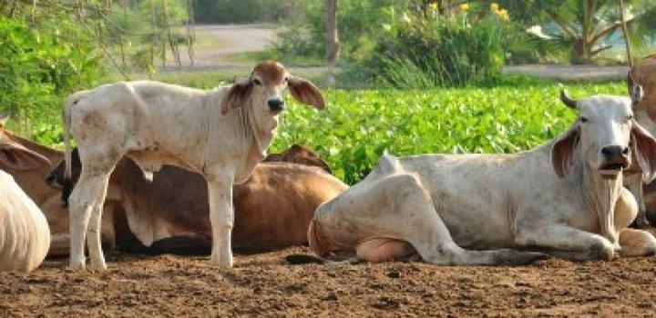 गाय की उपयोगिता खेती में देशी गाय की उपयोगिता