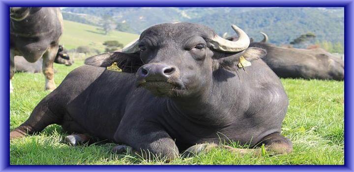 भैंस पालन,kisan,kisan help line, agriculture, Buffalo, dairy,किसान भैंस पालन
