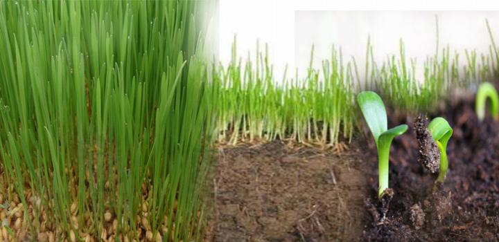 kisan help line जमीन में हो रही है ह्यूमस मिट्टी की कमी