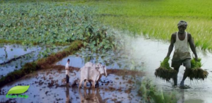 किसानों की बढ़ रही है मुसीबत किसानों की बढ़ रही है मुसीबत