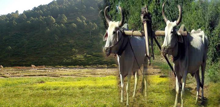 हल सत्याग्रह हल सत्याग्रह