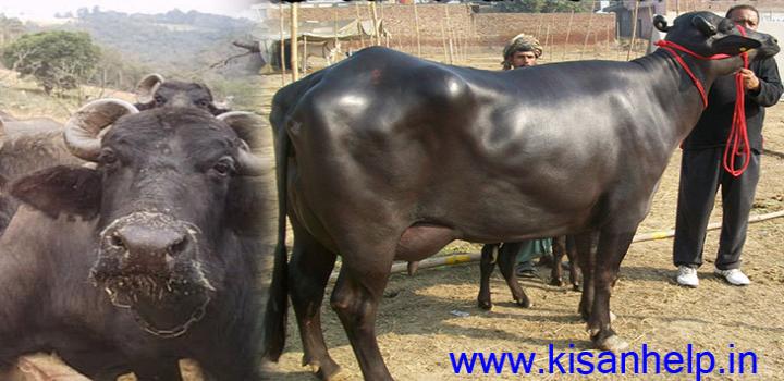 भैंस के प्रसूतिकाल के रोग एवं उपचार भैंस के प्रसूतिकाल के रोग एवं उपचार