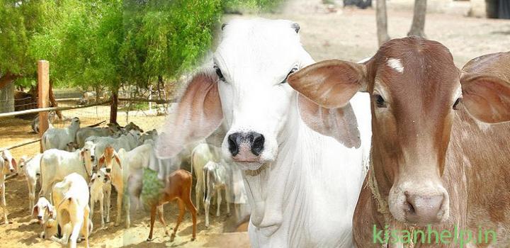 गाय .गोबर,गोमूत्र,ग्रामीण,किसान,kisan help line, कृषि क्षेत्र में गोबर व गोमूत्र का आर्थिक महत्त्व