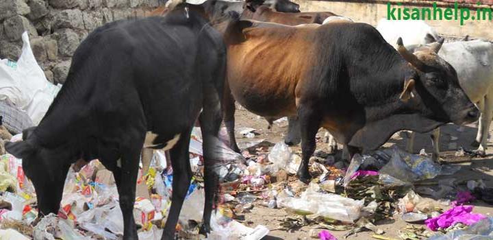 गाय गाय के पेट से प्लास्टिक पौलिथिन को समाप्त करने का सफल उपचार