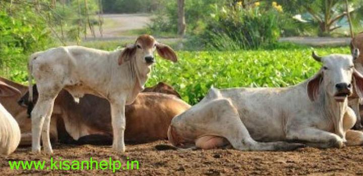 भारतीय देसी गौ वंश भारतीय देसी गौ वंश