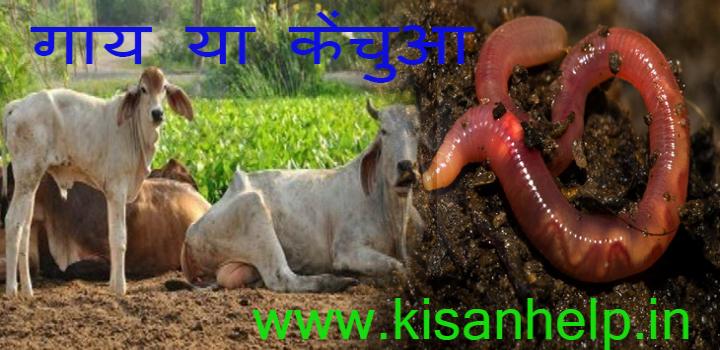 खेती के लिए गाय और केंचुए में से कौन अधिक महत्त्वपूर्ण ? खेती के लिए गाय और केंचुए में से कौन अधिक महत्त्वपूर्ण ?