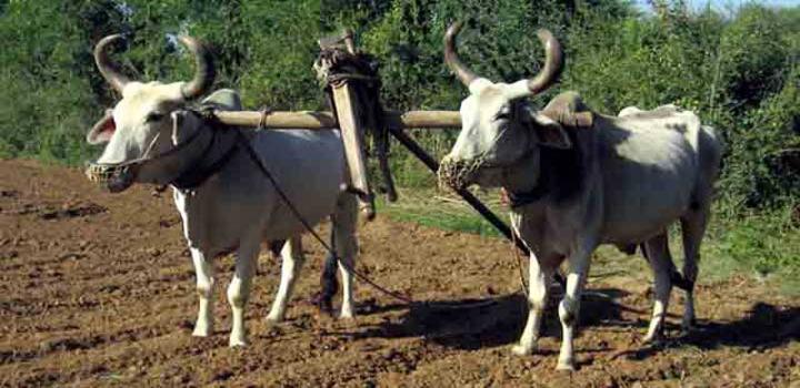 ग्रीष्मकालीन जुताई से खेत के खरपतवार, कीड़े व बीमारी से निजात