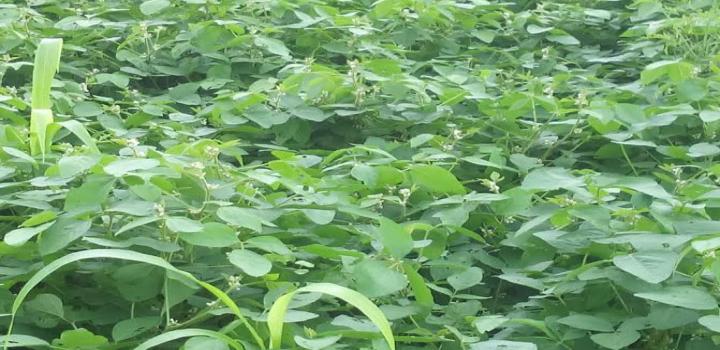 सब्जियों में वायरल का अटैक एवं उपचार