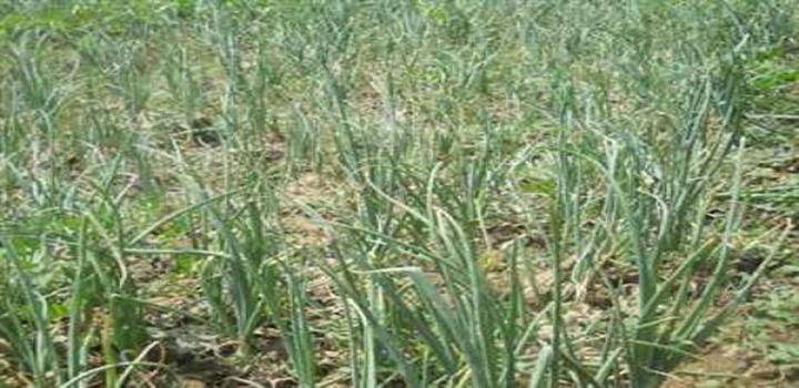 onion