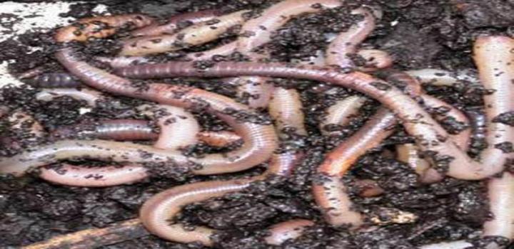 earthworms