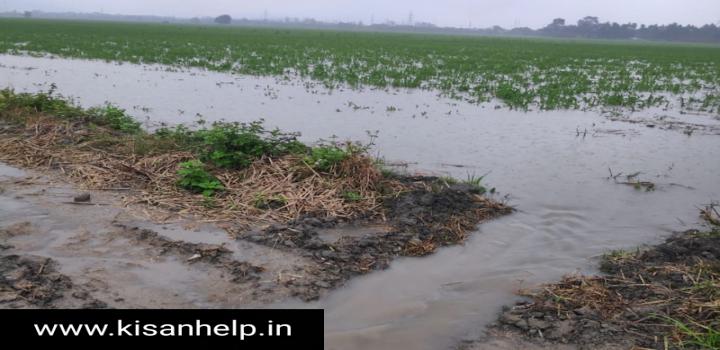 सर्दी में बारिश मतलब किसान की आफ़त