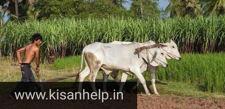 लॉक डाउन में किसानों को भूली सरकार