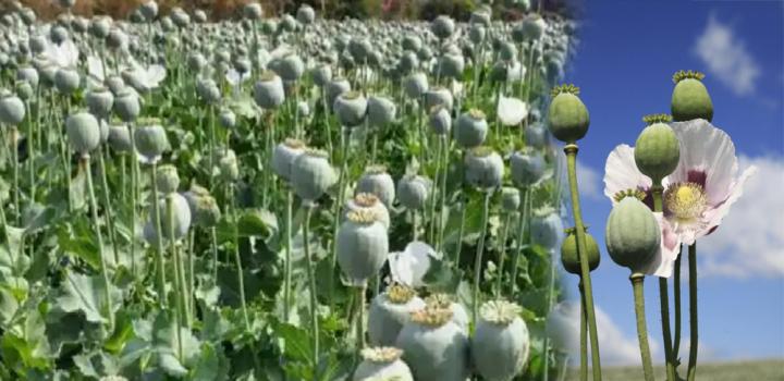 अफीम की खेती पर मौसम की मार, अच्छी ठंड नहीं पड़ने से कमजोर पड़े पौधे