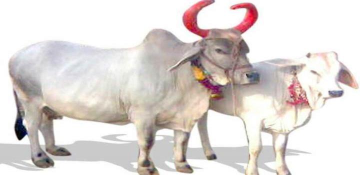 गाय माता की कृपा मौत के बाद भी उपजाऊ बना रहीं खेतों को
