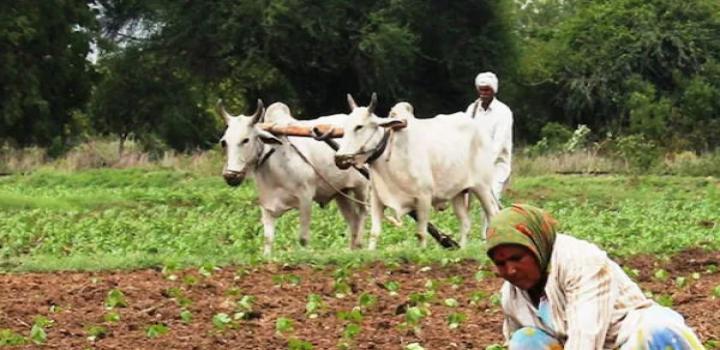 15500 करोड़ की हो सकती है पीएम फसल बीमा योजना