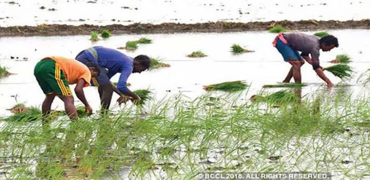 अनियमित बारिश से खरीफ खेती प्रभावित