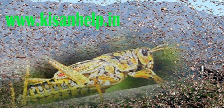 टिड्डियां के हमले से परेशान किसानों ने अपनी खड़ी फसलों को उजाड़ा