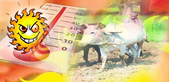 तापमान बना किसानो का दुश्मन रोकी रबी की फसल की बुबाई