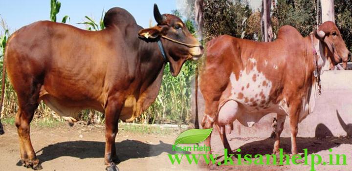 गाय भारतीय नस्ल की गाय