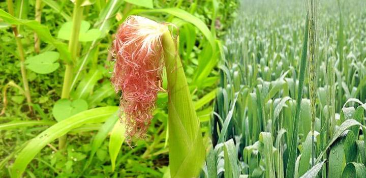 kisan help line जैविक खेती और भारत