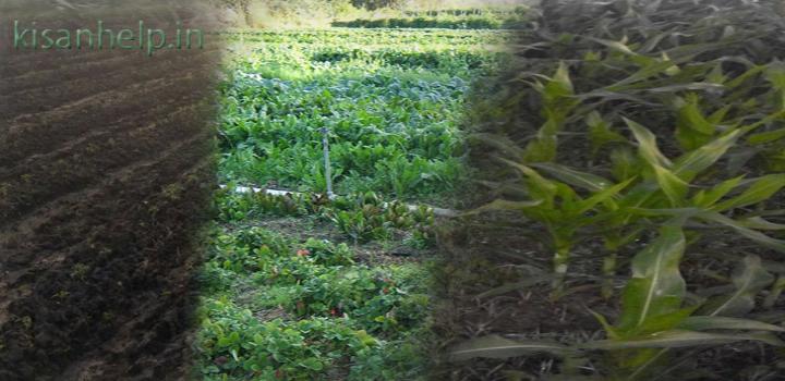 kisan help line रासायनिक खेती न तो हमारा अतीत था और न ही भविष्य