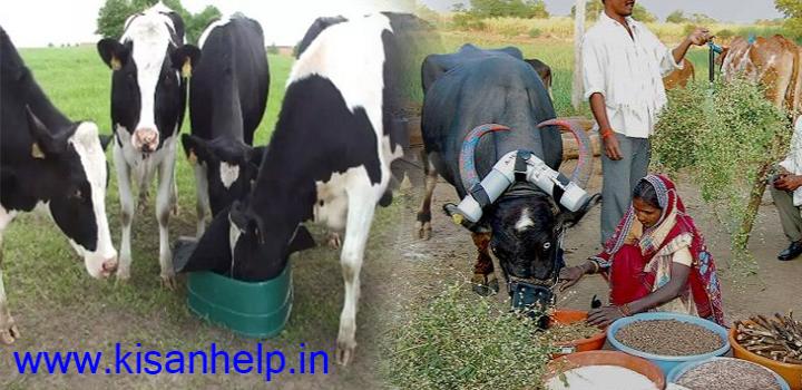 पशु आहार पशु आहार के तत्व एवं उनके स्रोत