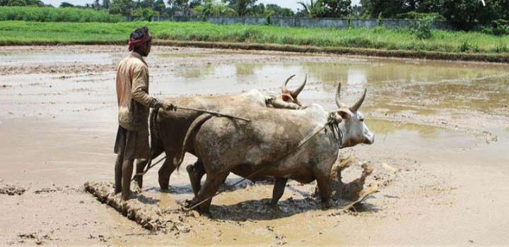 टिकाऊ खेती किसानों के सुनहरे भविष्य के लिए लाभकारी टिकाऊ खेती